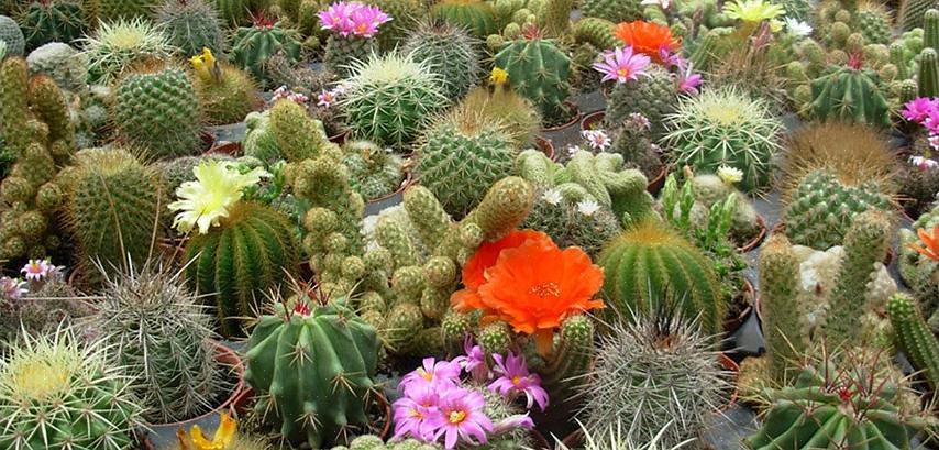 Rebutia cacti peut se propager facilement à partir de compensations