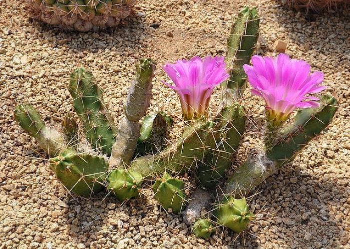 Hedgehog Cactus ou Calico Cactus