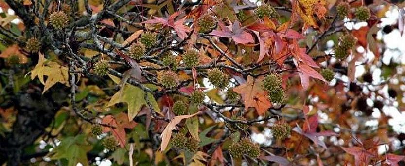 Le nom latin de cette espèce d'arbre est Liquidambar styraciflua