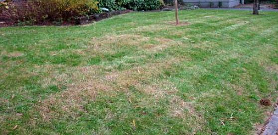 Laissez l'herbe pousser à une hauteur plus longue