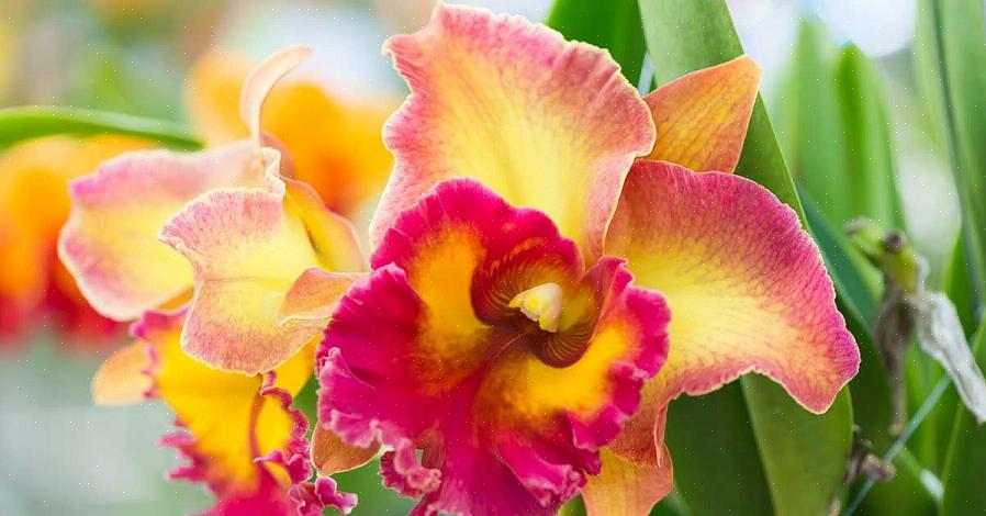 Genres d'orchidées (dans de nombreux cas)