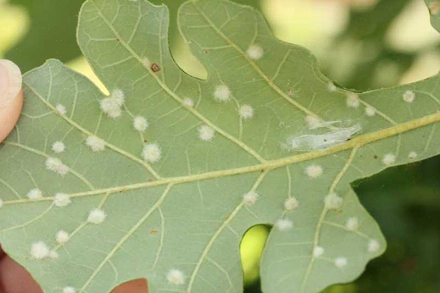 De nombreux propriétaires qui aménagent leurs propriétés avec des arbres sont déconcertés lorsqu'ils