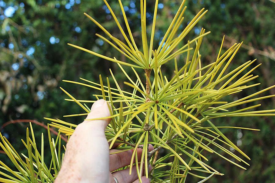 Le pin parasol produit des cônes de graines de deux à quatre pouces qui sont initialement verts la première