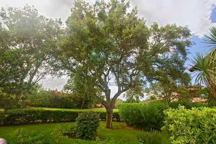 Le nom botanique du chêne de Turquie est Quercus cerris