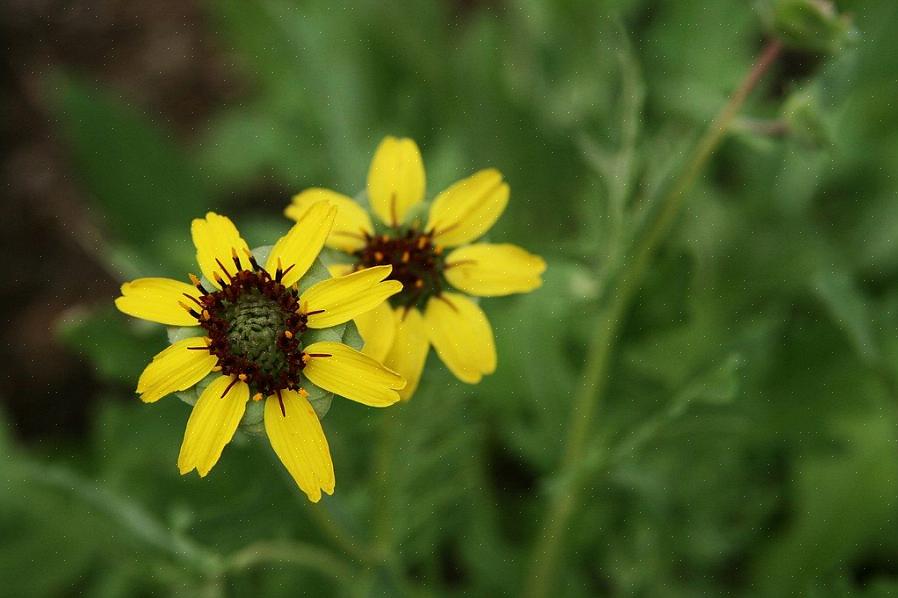 La marguerite au chocolat est un choix évident pour le jardin de fleurs parfumé