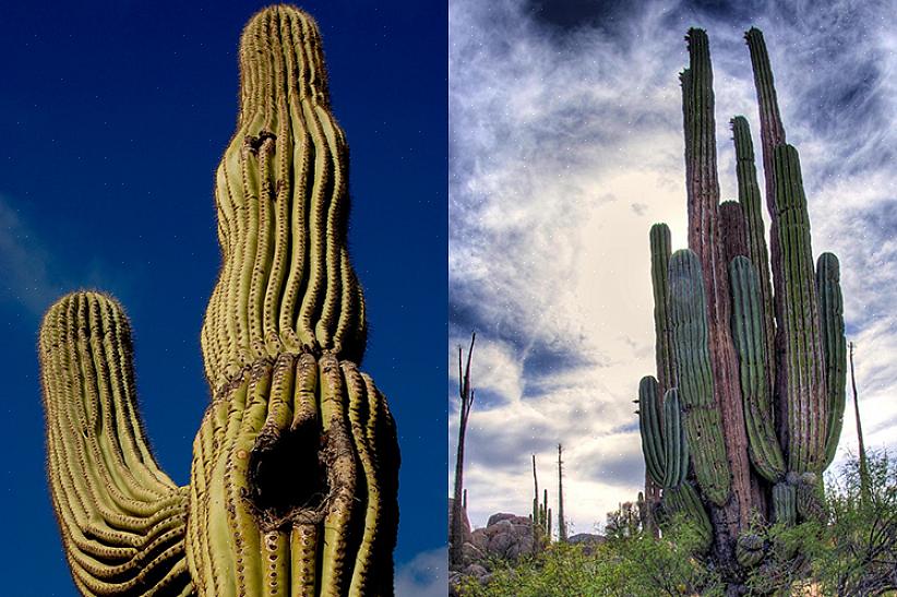 Le cactus saguaro est protégé