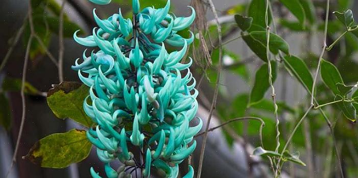 Les fleurs de jade sont des cultivateurs agressifs qui