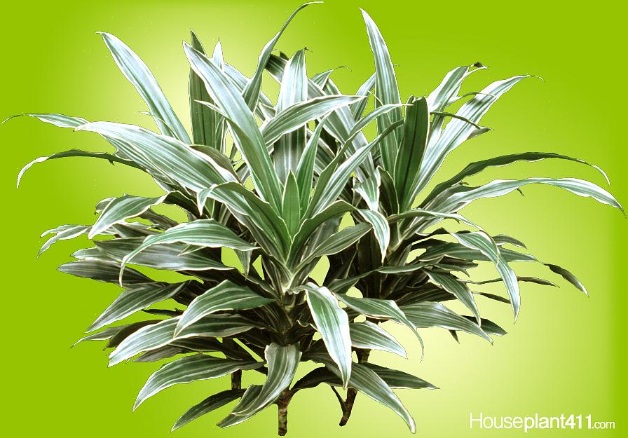 Le genre Dracaena a fourni certaines des plantes d'intérieur les plus robustes disponibles aujourd'hui
