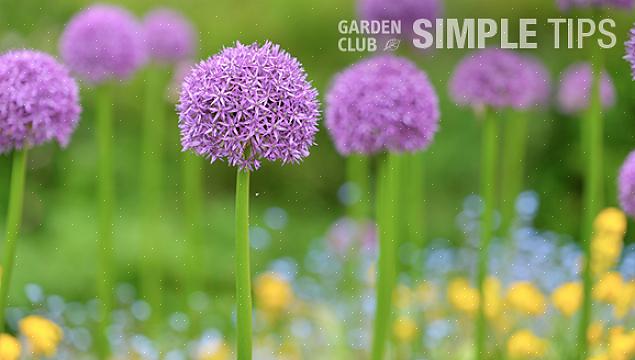 Envisagez de planter certains de ces six bulbes à floraison printanière qui se sont révélés extrêmement