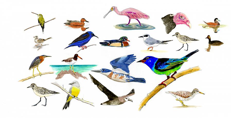 Quelles espèces comptent pour une liste d'oiseaux