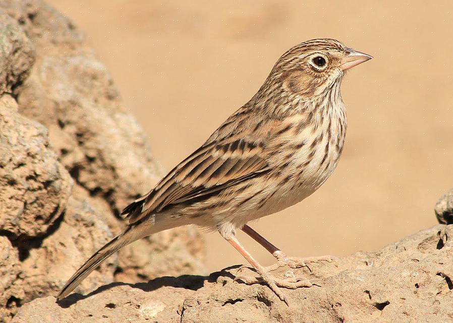 Le moineau vespéral n'est que l'un des types intéressants de moineaux que l'on trouve en Europe du Nord