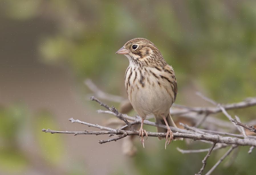 Les moineaux vespéraux sont généralement granivores