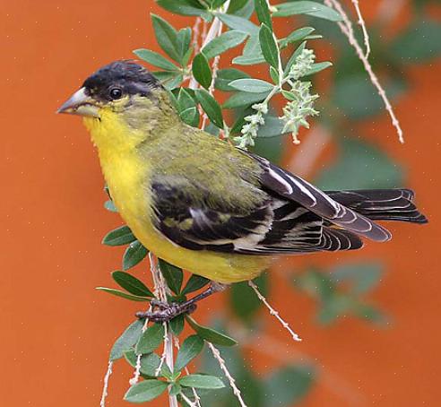 Tandis qu'un bec foncé indique le plumage d'hiver