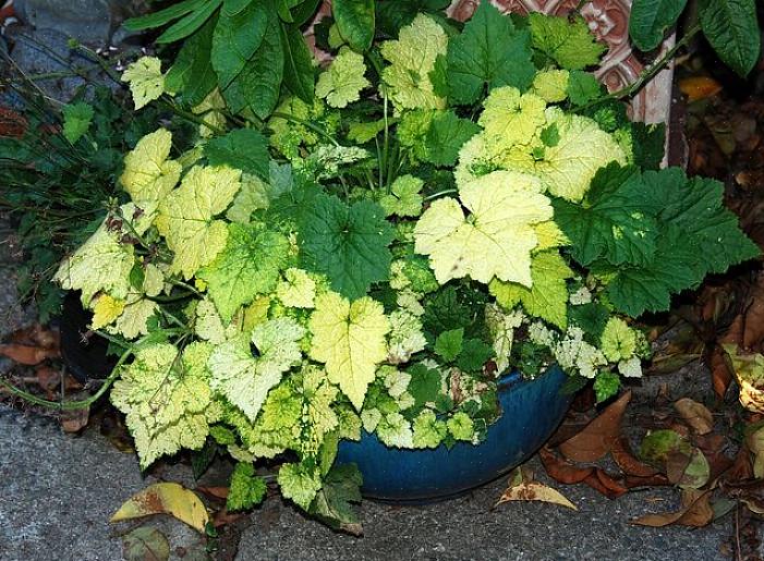 Tolmiea pousse dans un monticule étalé de grandes feuilles velues