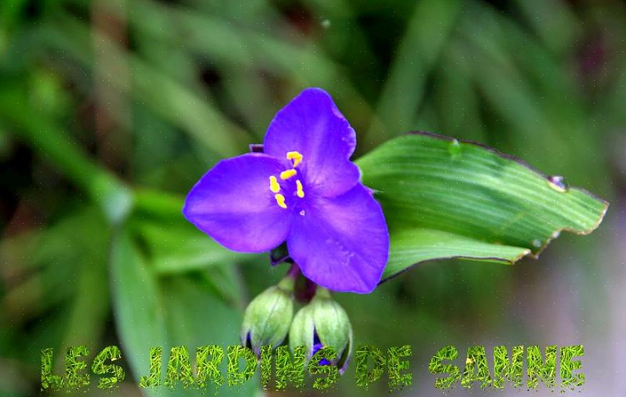 Qui jouissent du même sol humide que la spiderwort préfère