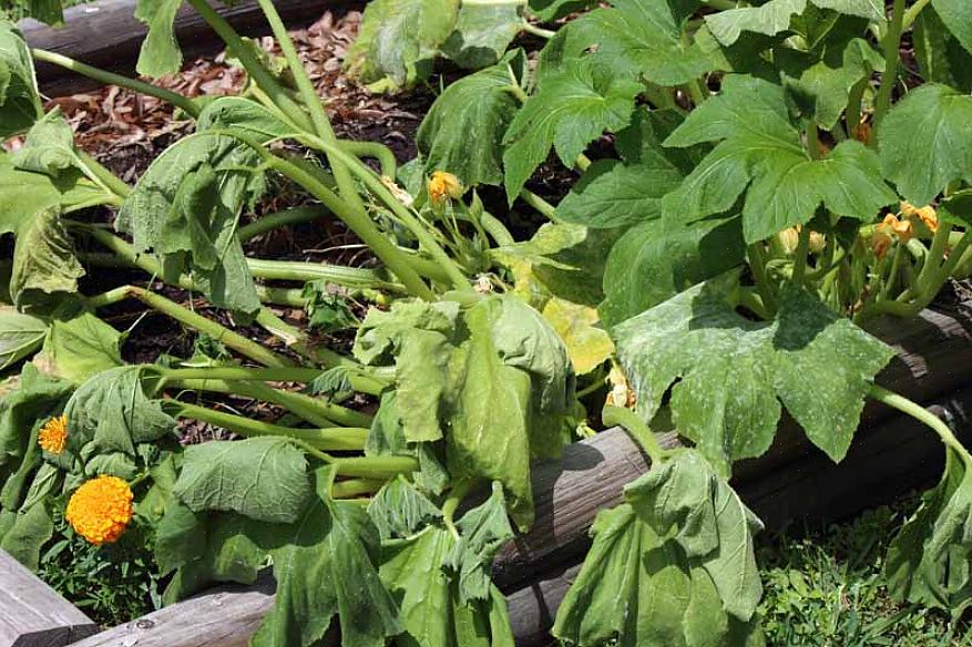 Le pathogène de la jaunisse de l'aster ne survivra pas sur une plante morte