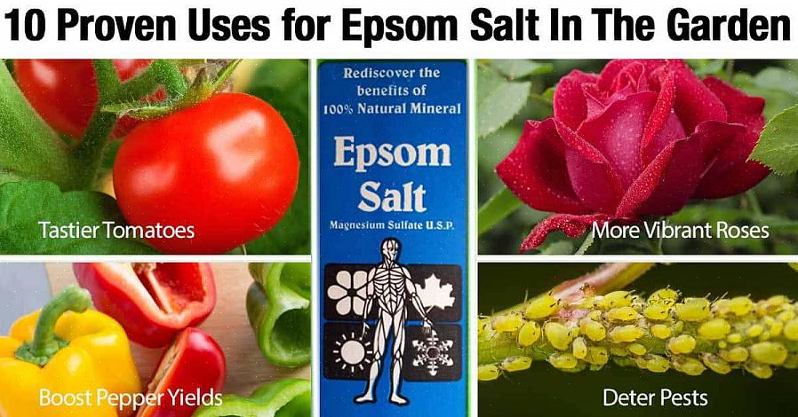 Mélangez 1 cuillère à soupe de sels d'Epsom par gallon d'eau