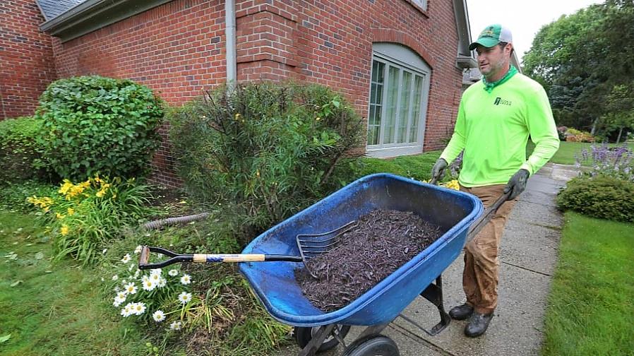 De nombreux propriétaires se demandent si le paillis teint (également appelé «paillis coloré»)