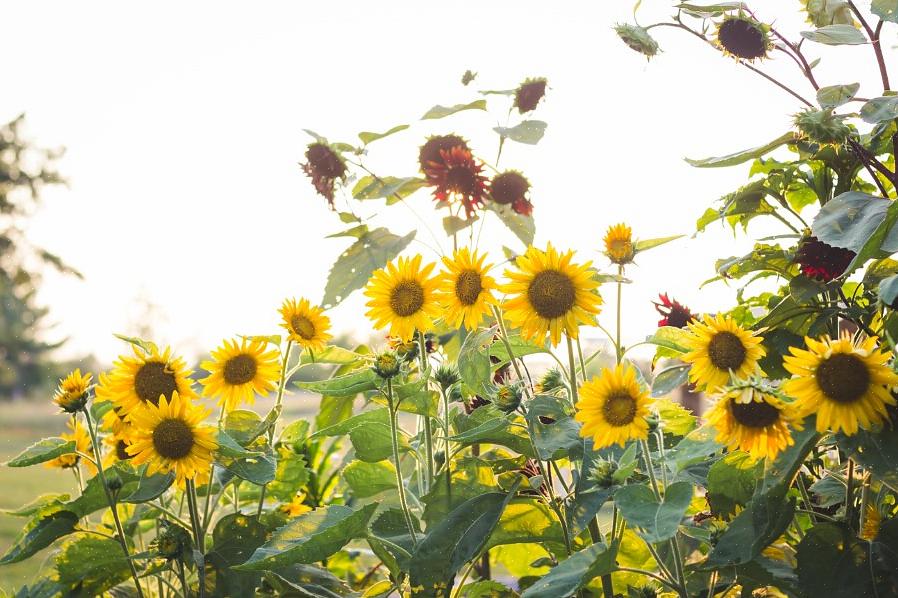 Faites tremper les graines de tournesol à coque noire pendant 24 heures