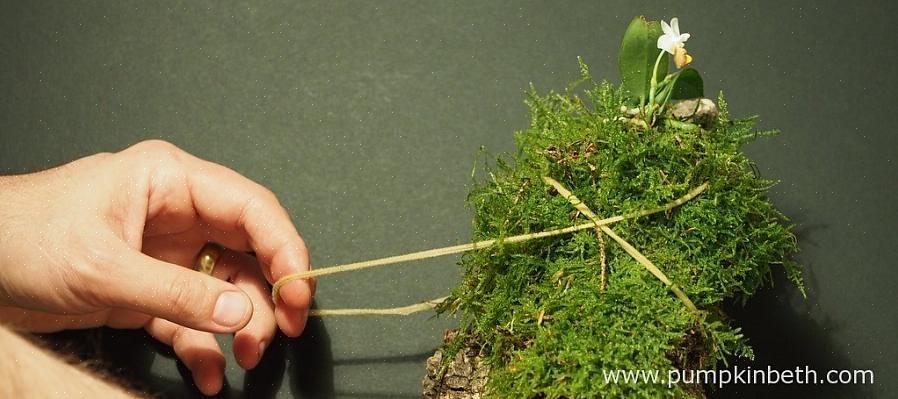 Les orchidées qui poussent dans les recoins des arbres dans leur habitat naturel sont plus susceptibles