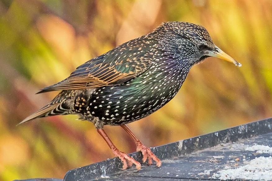 L'étourneau européen adulte est un oiseau attrayant aux couleurs vives