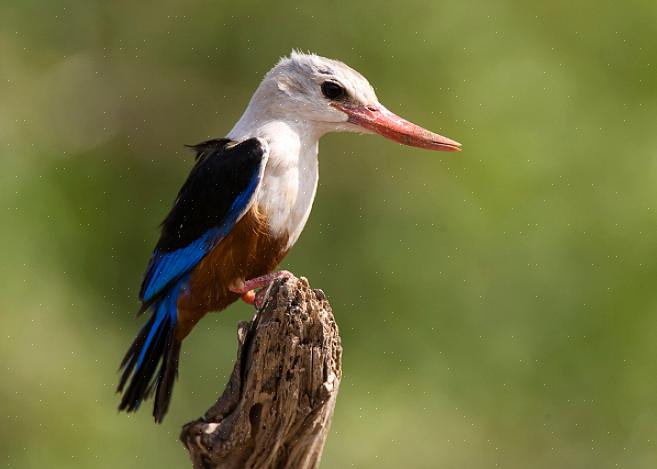 Les oiseaux nationaux sont plus que de simples symboles pratiques à apposer sur des timbres