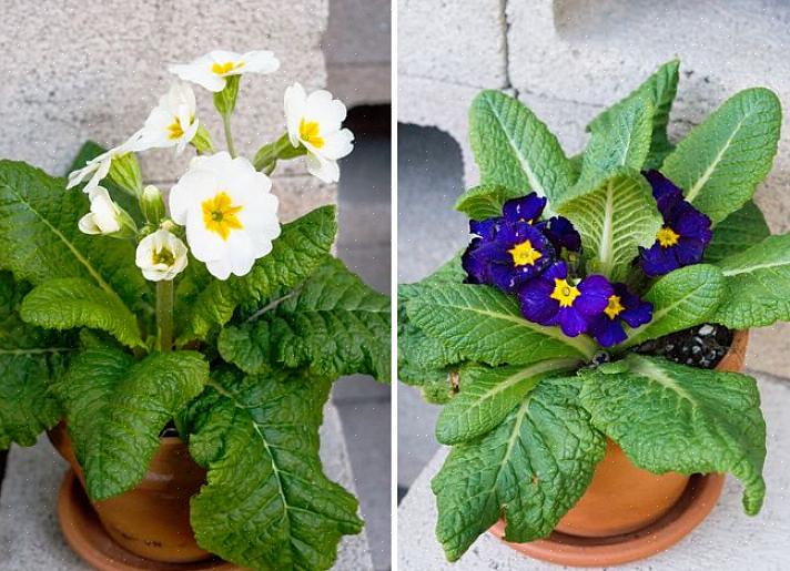 La primevère est en fait une excellente plante d'intérieur en pot pour les fleurs d'hiver ou de printemps