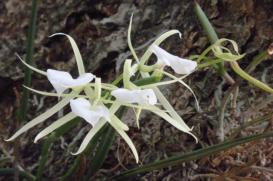 Les orchidées Brassavola sont pollinisées par les mites