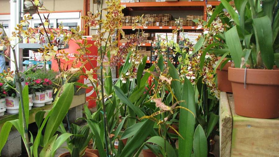 Les fleurs des plantes Trichocentrum sont souvent tachetées de pourpre