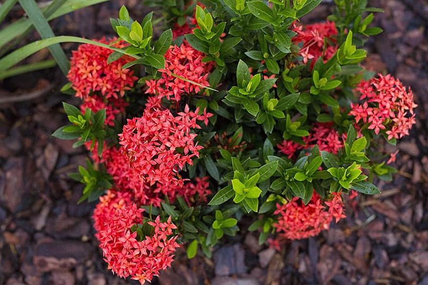 Mais Ixora coccinea est la seule qui soit couramment cultivée