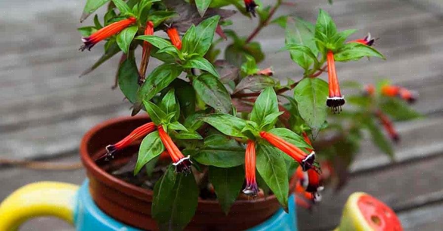 La plante du globe oculaire donne aux jardiniers une plante de jardin inhabituelle qui se trouve également