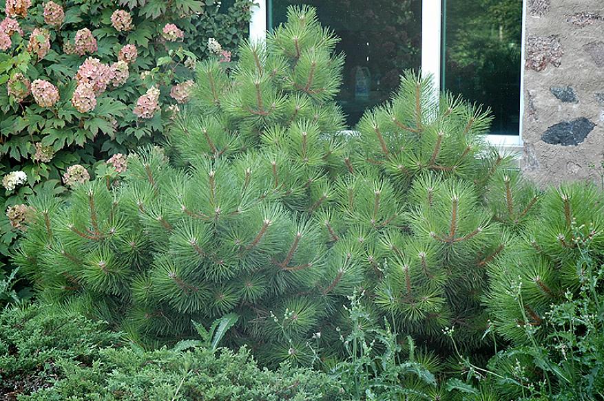 Le pin autrichien (Pinus nigra) pourrait être le conifère parfait pour le paysage de votre ville