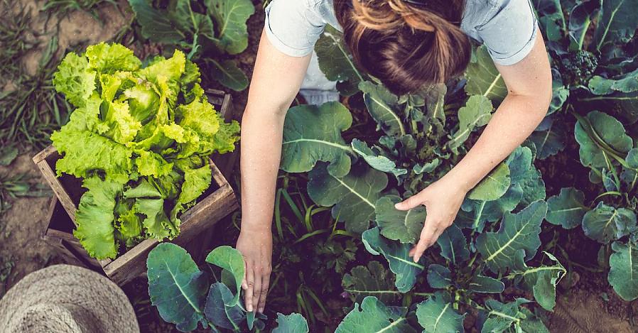 Vous utilisez peut-être déjà votre marc de café dans le jardin fleuri