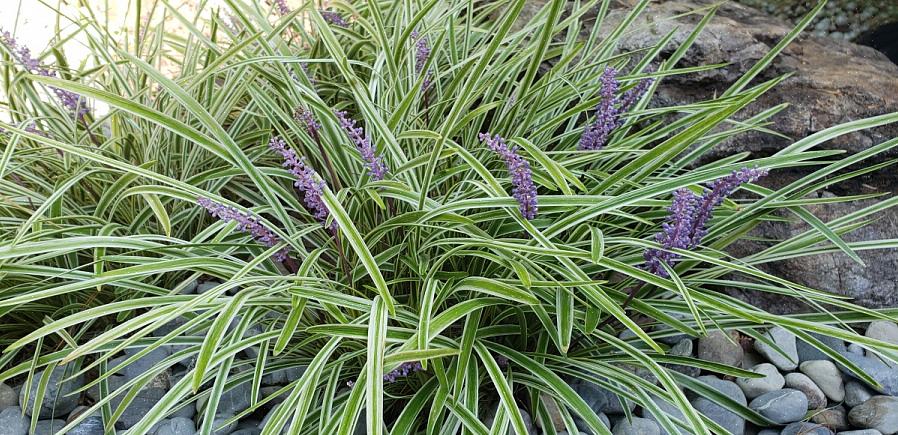 Le liriope peut être utilisé comme plante en pot texturée