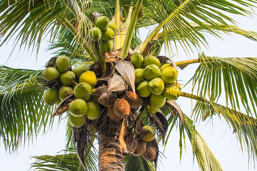 Les noix de coco peuvent facilement atteindre 100 mètres ou plus
