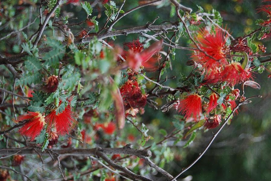 Les fleurs de Fairy Duster sont des boules de fleurs pelucheuses rouges ou roses avec une apparence plumeuse