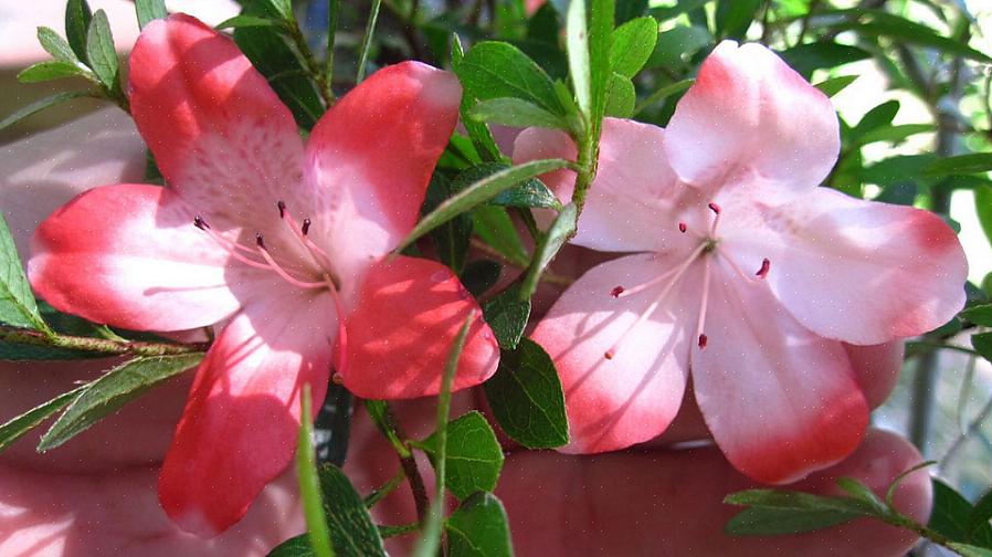 Vous pouvez envisager un système hydroponique complet comme une introduction à la culture de fleurs sans sol