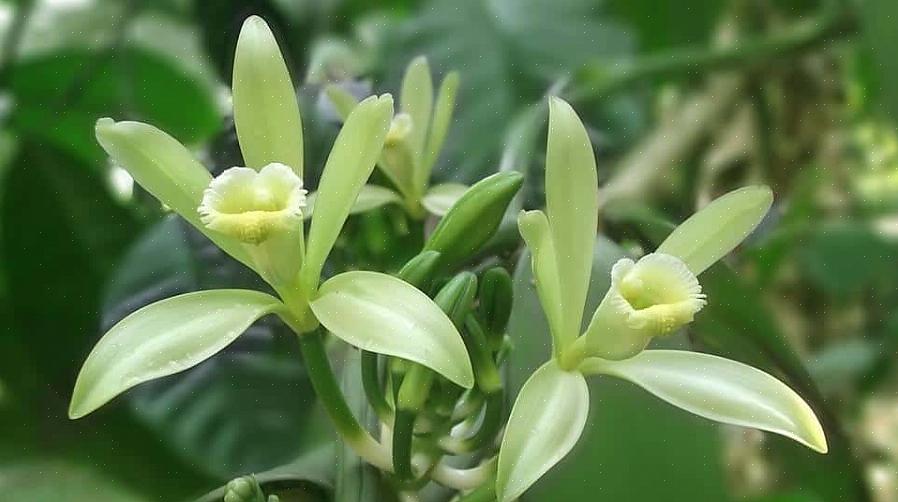 L'orchidée vanille n'est pas une plante facile à cultiver pour les débutants