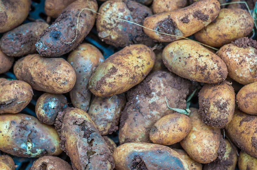 Si vous avez réussi à récupérer des tomates ou des pommes de terre avant que vos plantes ne succombent