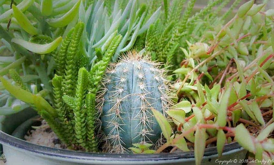 Il existe de nombreux cactus Pilosocereus intéressants au-delà de P