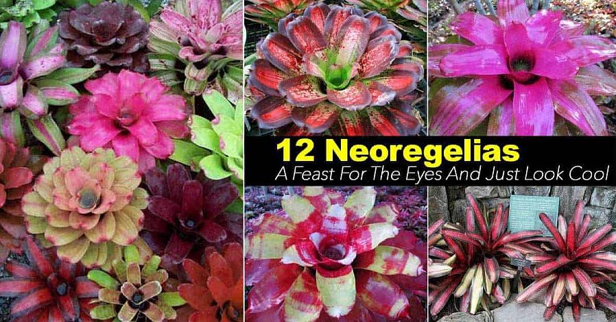 L'espèce de loin la plus commune de Neoregelia observée dans les jardineries est la Neoregelia carolinae