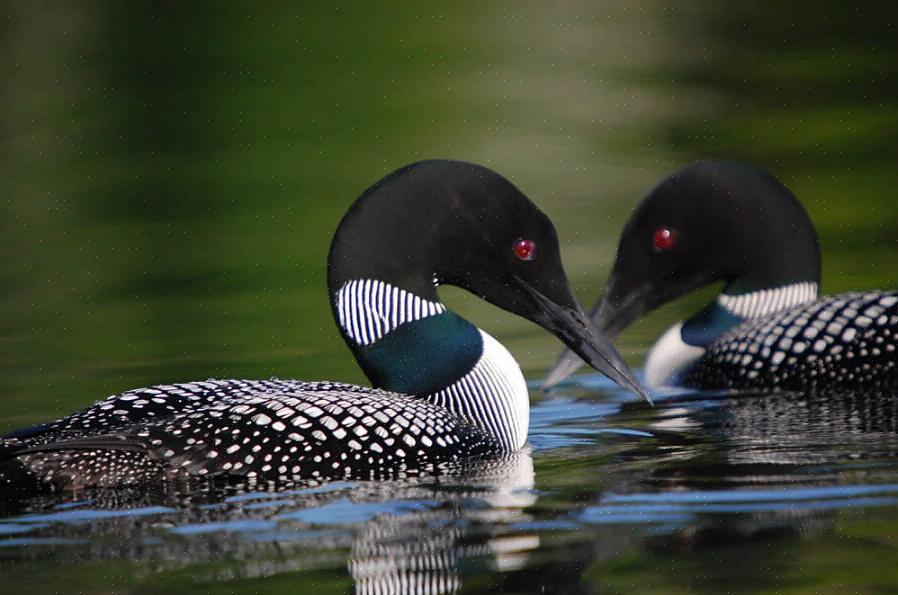 Le plongeon huard est un chasseur visuel