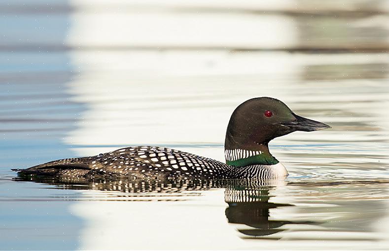 Identification du plongeon huard