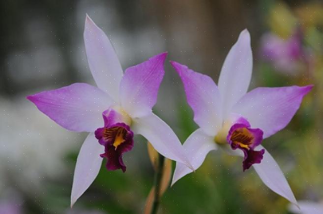 Le genre Laelia nouvellement défini ne contient que quelques orchidées Laelia mexicaines