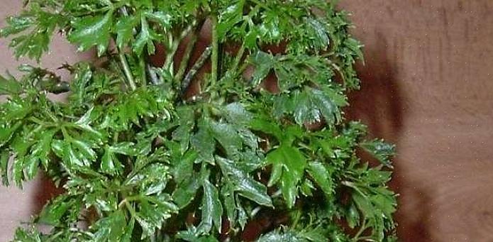 Le plus grand défi avec un aralia Ming est de le garder entièrement habillé de feuilles tout au long