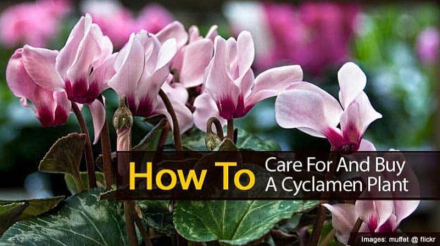 Les cyclamens poussent à partir d'un tubercule très susceptible de pourrir si le sol est maintenu