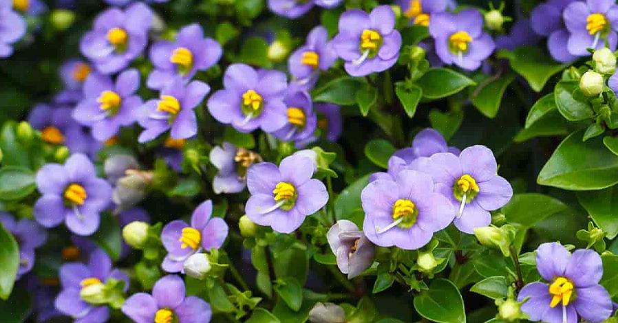 Les violettes persanes sont plus liées aux impatiens qu'aux violettes