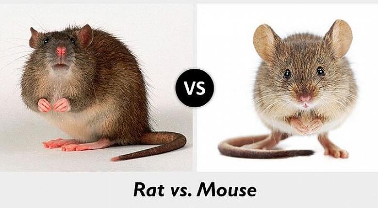 Les espèces de rats les plus répandues en Europe sont le rat de Norvège