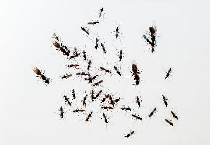 Bien que les fourmis charpentières puissent nicher dans du bois sec