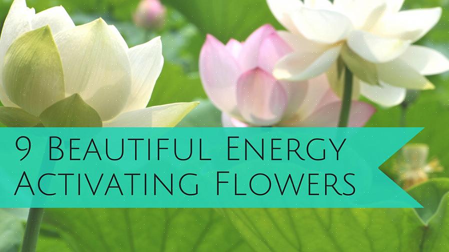 Le symbole feng shui d'une fleur de chrysanthème est celui d'une vie d'aisance